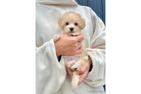 販売中の千葉県のマルプー:マルチーズ×トイプードル-386391の12枚目