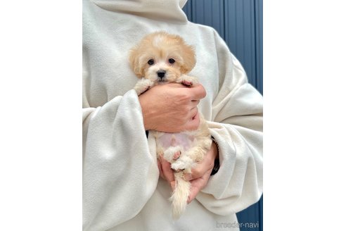 販売中の千葉県のマルプー:マルチーズ×トイプードル-386391の6枚目