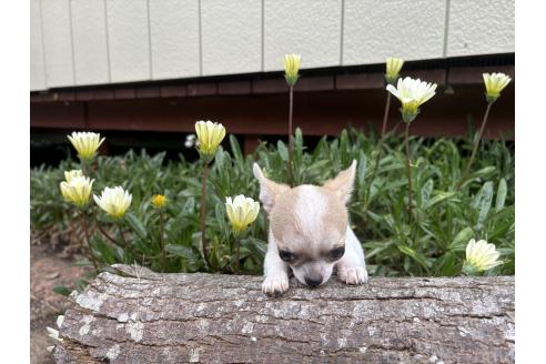 成約済の千葉県のチワワ(スムースコート)-385220の8枚目