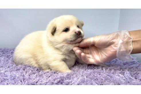 販売中の茨城県のミックス犬-389768の5枚目