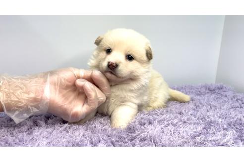 販売中の茨城県のミックス犬-389768の4枚目