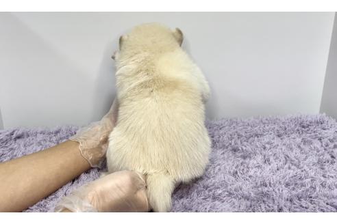 販売中の茨城県のミックス犬-389768の3枚目