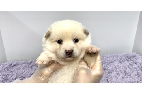 販売中の茨城県のミックス犬-389768の2枚目