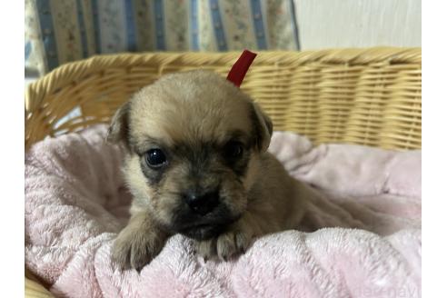 販売中の岡山県のミックス犬-388051の12枚目