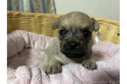 販売中の岡山県のミックス犬-388052の11枚目