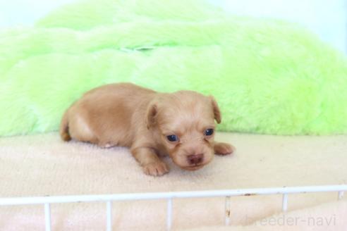 販売中の熊本県のチワックス:チワワ×ミニチュアダックスフンド-390004の4枚目