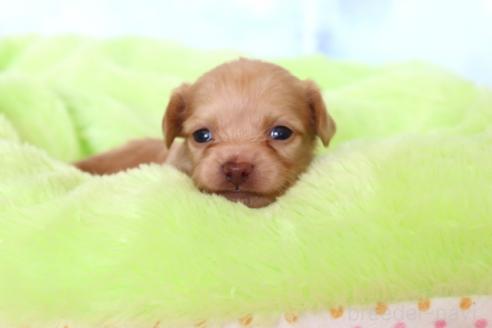 販売中の熊本県のチワックス:チワワ×ミニチュアダックスフンド-390004の3枚目