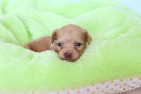 販売中の熊本県のチワックス:チワワ×ミニチュアダックスフンド-390004の2枚目