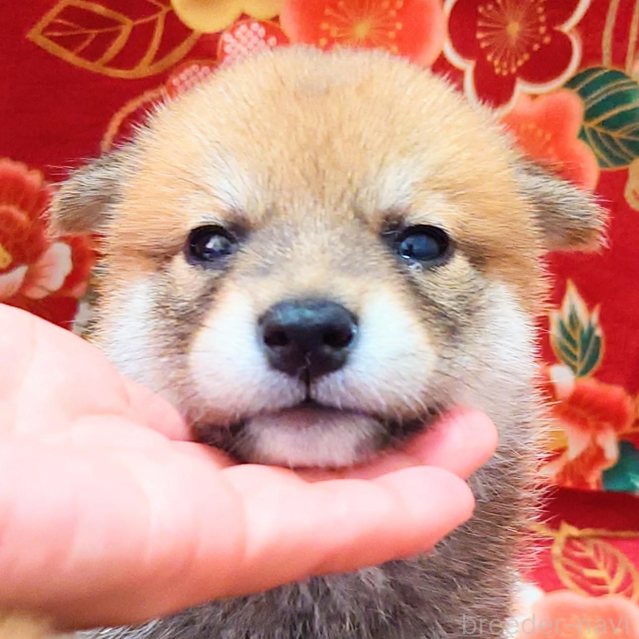 成約済の大阪府の柴犬-389397の1枚目