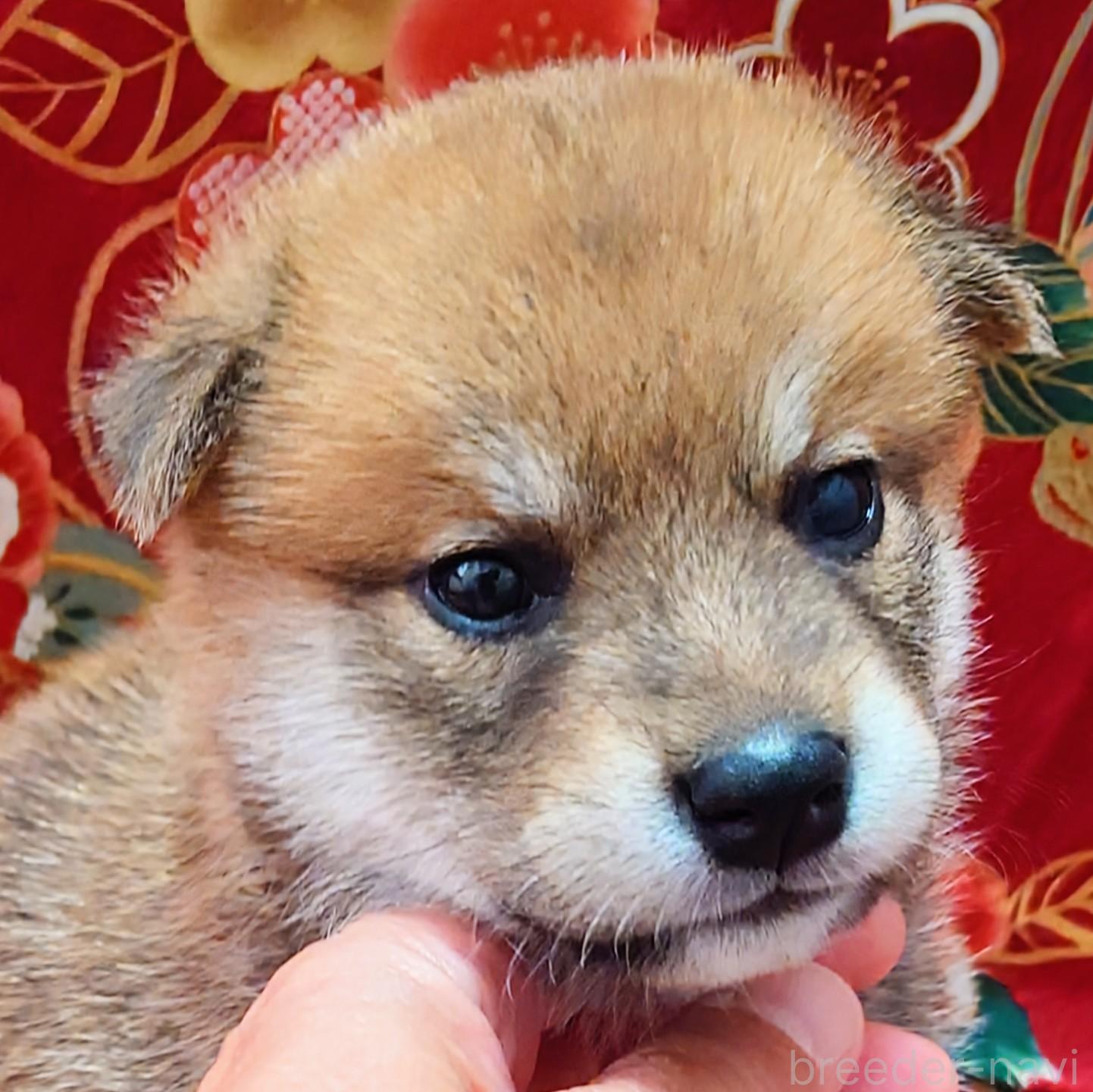 成約済の大阪府の柴犬-389397の9枚目
