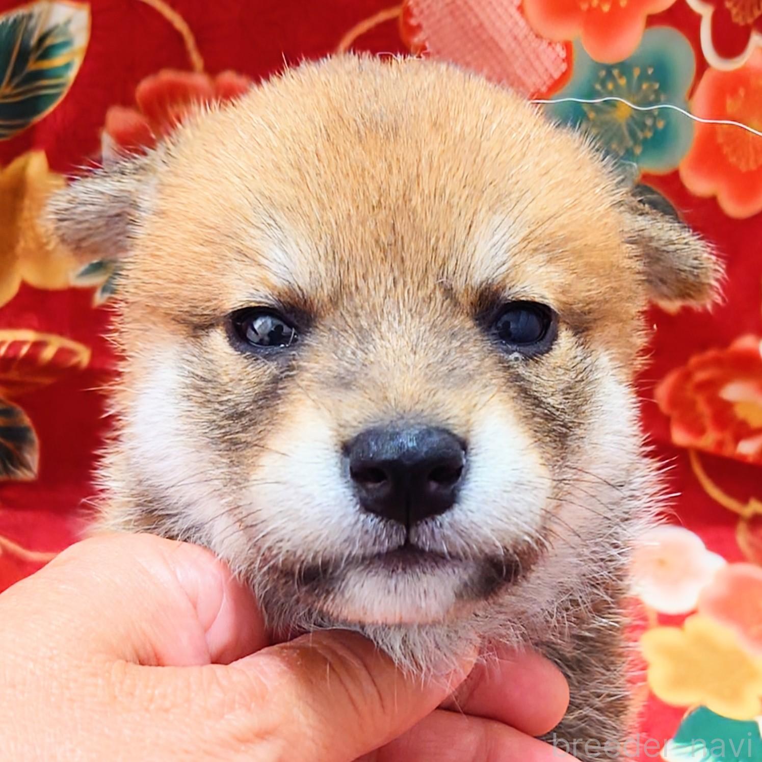 成約済の大阪府の柴犬-389397の7枚目