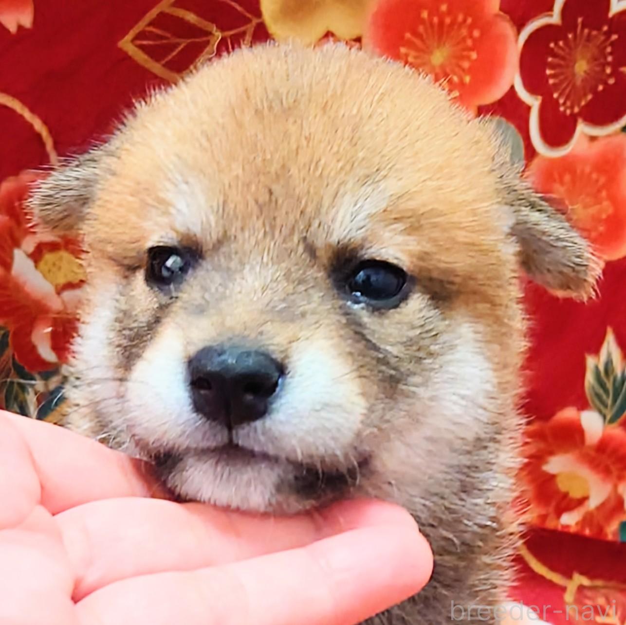成約済の大阪府の柴犬-389397の6枚目