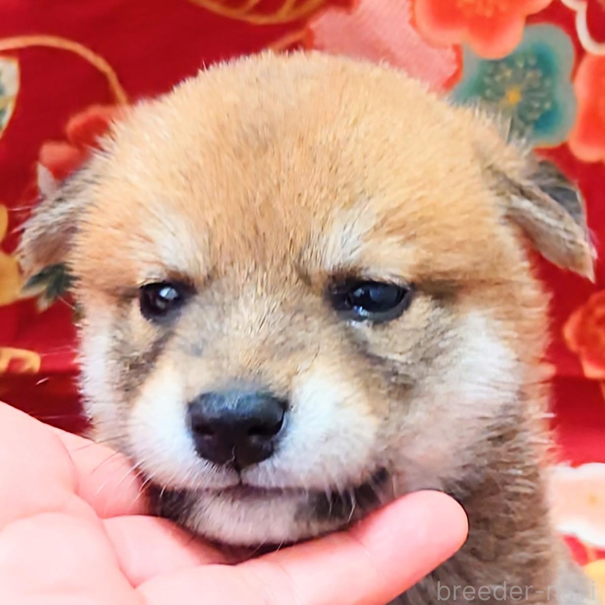 成約済の大阪府の柴犬-389397の5枚目