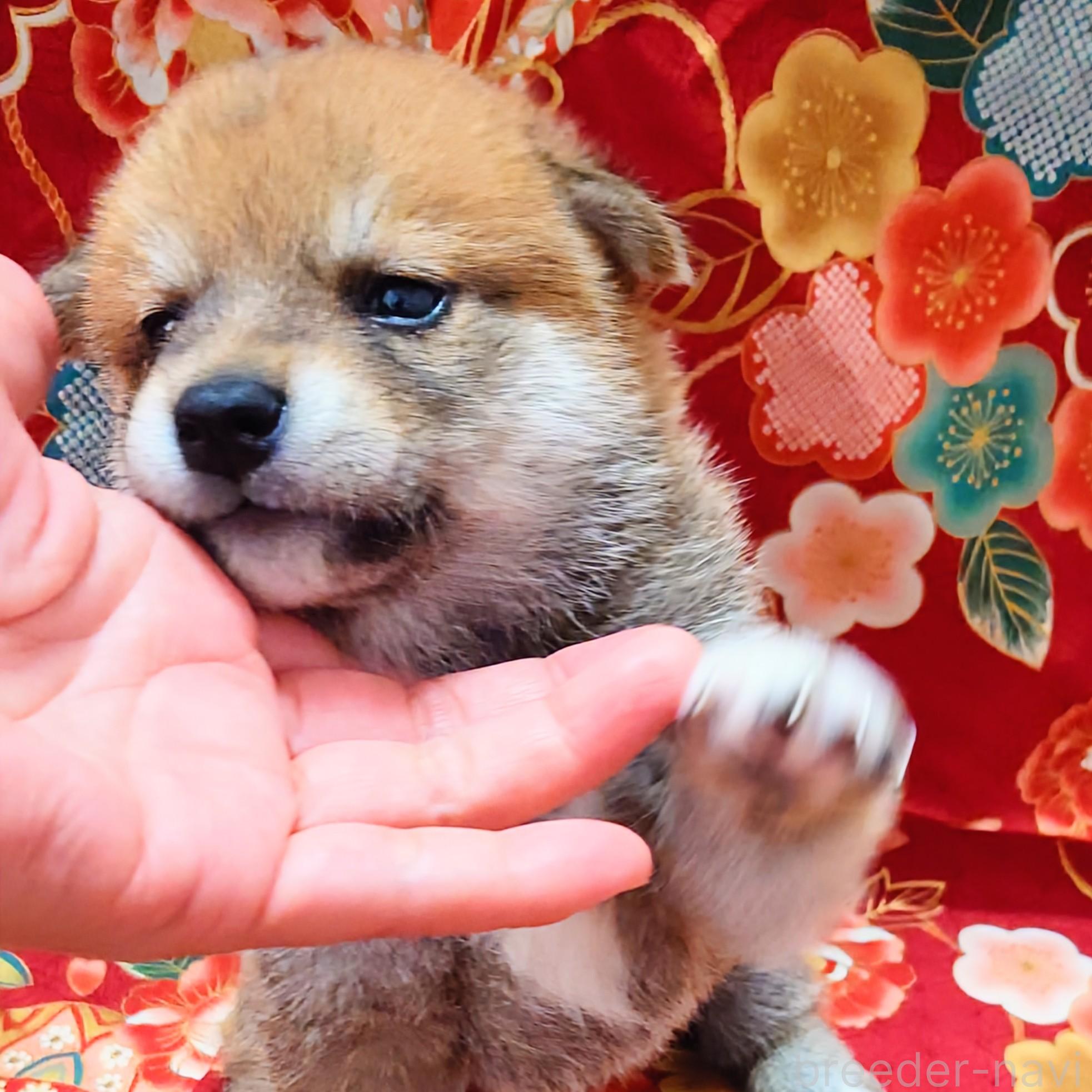 成約済の大阪府の柴犬-389397の4枚目
