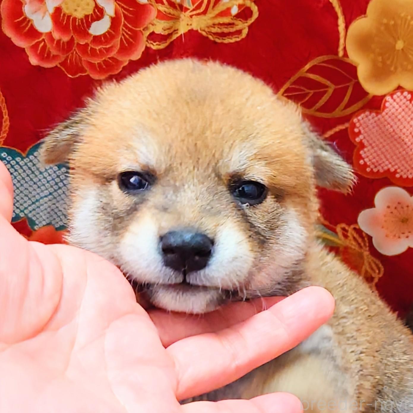 成約済の大阪府の柴犬-389397の3枚目