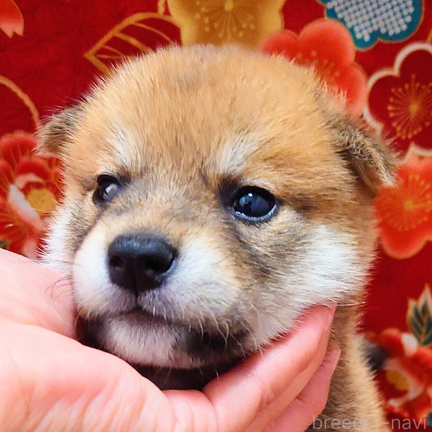 成約済の大阪府の柴犬-389397の2枚目