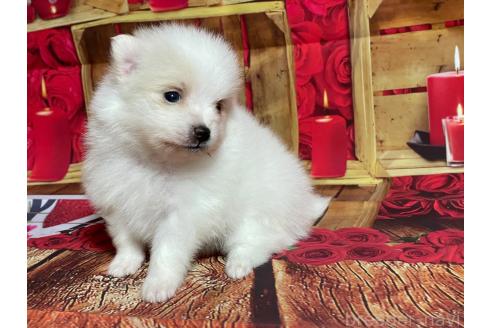 販売中の埼玉県のポメラニアン-390006の5枚目