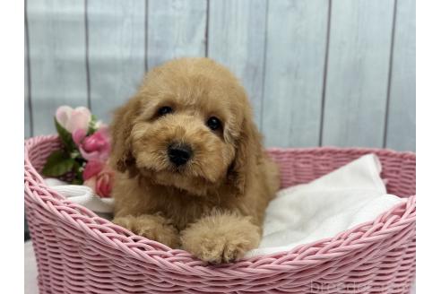 販売中の徳島県のトイプードル-390010の3枚目