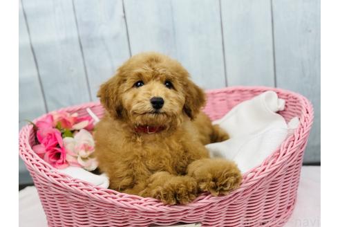 販売中の徳島県のトイプードル-385964の3枚目