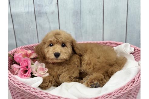 販売中の徳島県のトイプードル-385964の2枚目