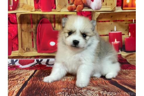 販売中の埼玉県のポメラニアン-390013の2枚目