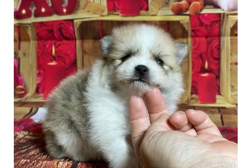 販売中の埼玉県のポメラニアン-390013の1枚目