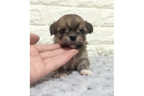 販売中の福岡県のチワマル:チワワ×マルチーズ-386023の23枚目