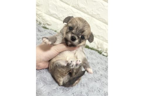 成約済の福岡県のチワマル:チワワ×マルチーズ-386021の7枚目