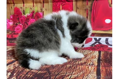 成約済の埼玉県のポメラニアン-390031の6枚目