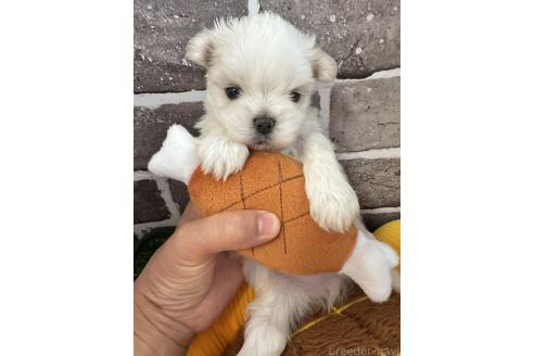 販売中の茨城県のマルチーズ-388805の1枚目