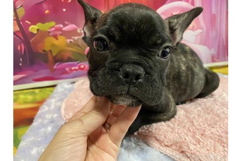 販売中の神奈川県のフレンチブルドッグ-376618の6枚目