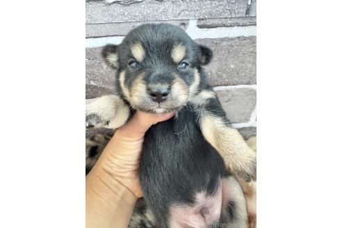 販売中の茨城県のミックス犬-390037の3枚目