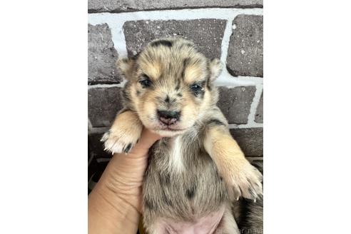 販売中の茨城県のミックス犬-390038の4枚目