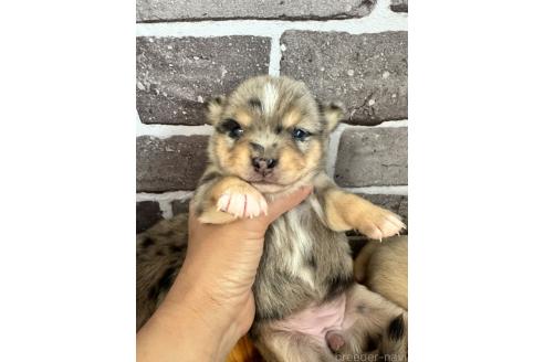 販売中の茨城県のミックス犬-390039の4枚目