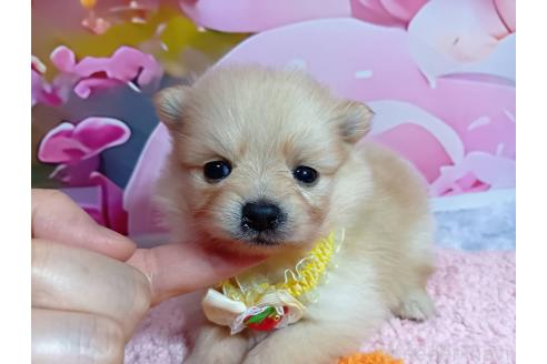販売中の神奈川県のポメラニアン-388540の14枚目
