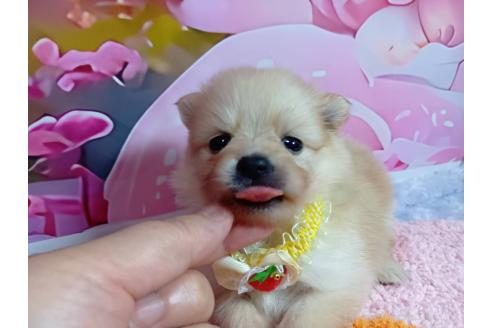 販売中の神奈川県のポメラニアン-388540の13枚目
