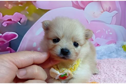 販売中の神奈川県のポメラニアン-388540の12枚目