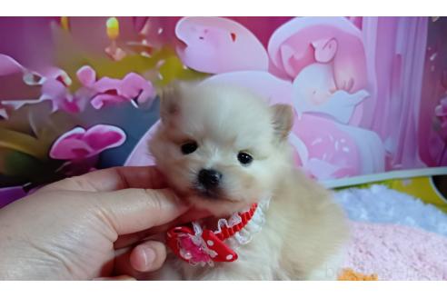販売中の神奈川県のポメラニアン-388545の6枚目