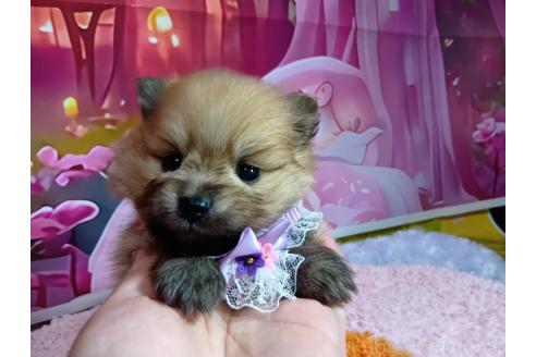 販売中の神奈川県のポメラニアン-388543