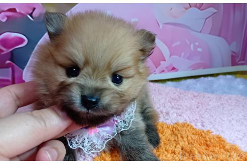 販売中の神奈川県のポメラニアン-388543の3枚目