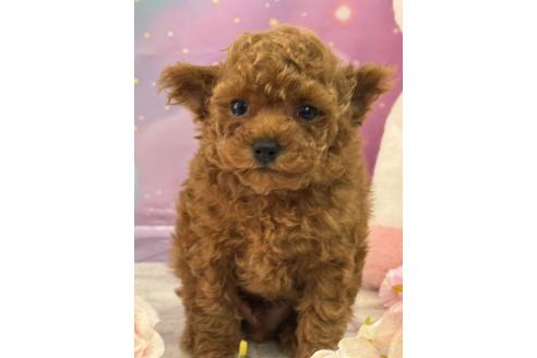 販売中の広島県のタイニープードル-385417の5枚目