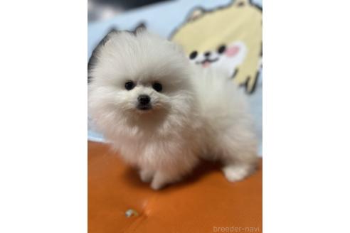 販売中の大阪府のポメラニアン-382800の5枚目
