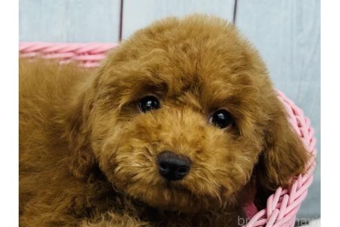 販売中の徳島県のトイプードル-390046