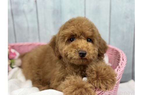 販売中の徳島県のトイプードル-390046の5枚目