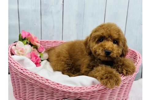 販売中の徳島県のトイプードル-390046の3枚目
