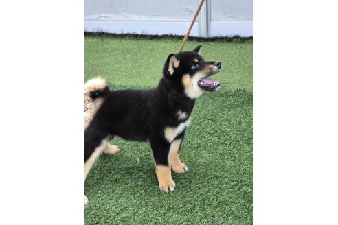 販売中の島根県の柴犬-388861の9枚目