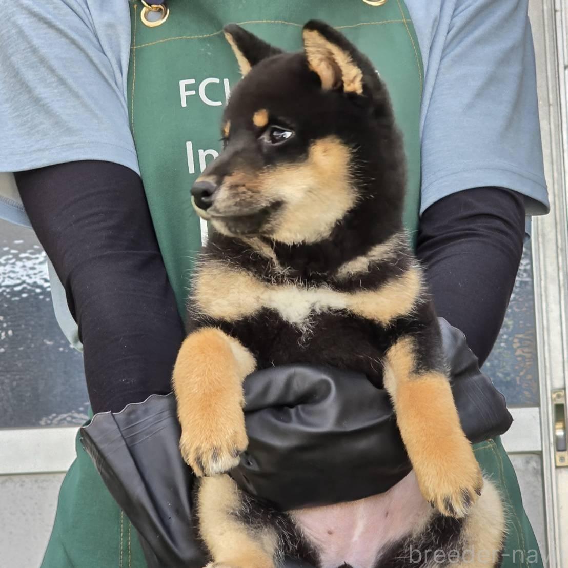 販売中の島根県の柴犬-388861の7枚目