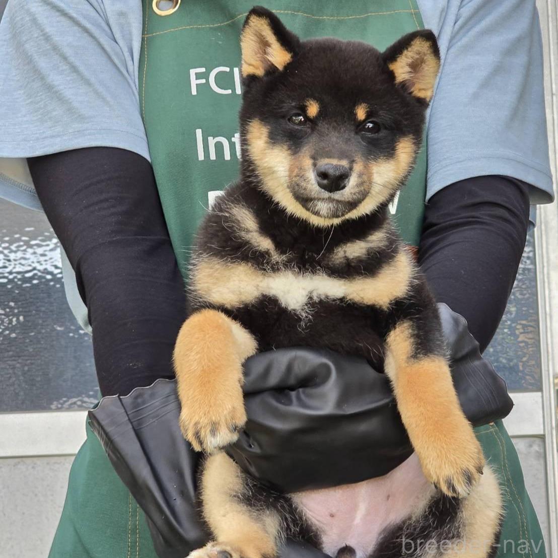 販売中の島根県の柴犬-388861の1枚目