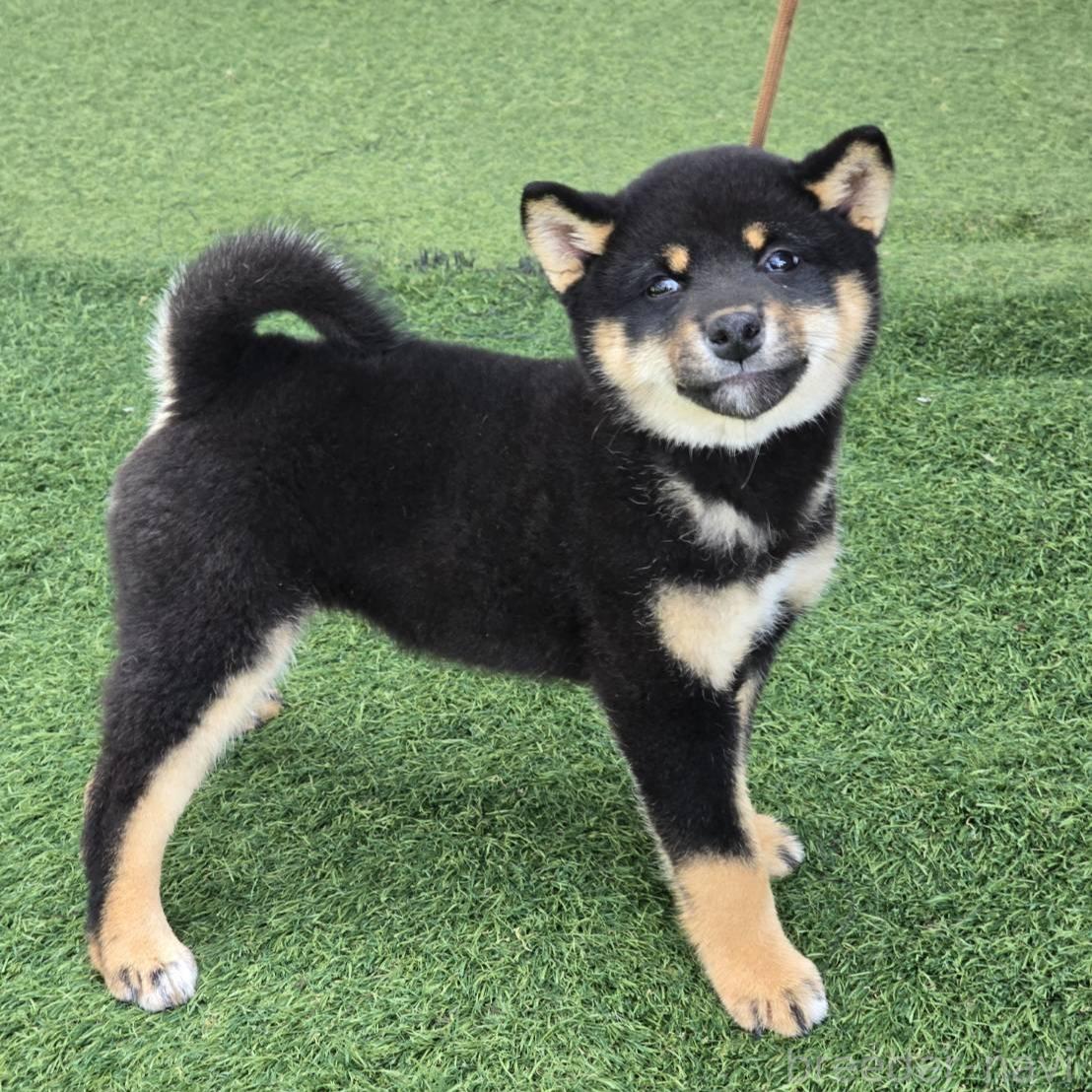 販売中の島根県の柴犬-388861の6枚目