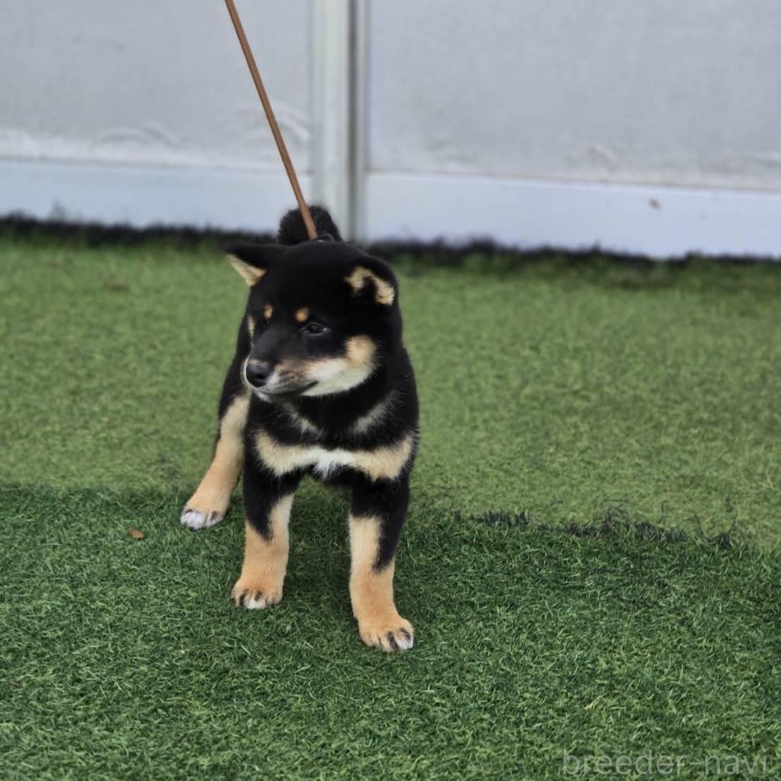 販売中の島根県の柴犬-388861の3枚目